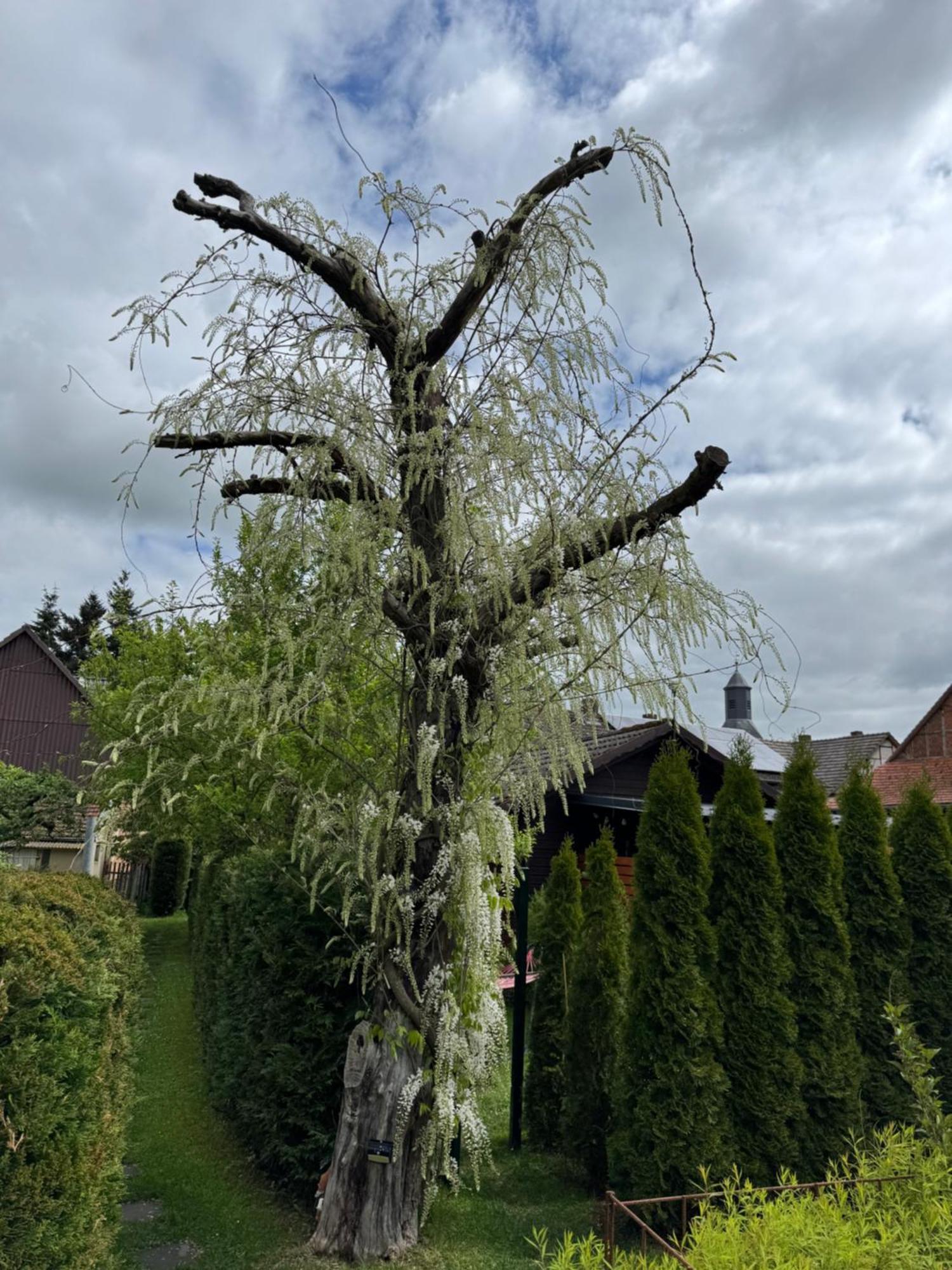 Ferienwohnung Am See Dillich - Ruhige Lage - Eigener Garten - Direkt Neben Einem Natursee Borken  外观 照片